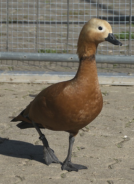 亚历山大
